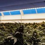 Gros plan d'une culture de cannabis en intérieur avec des plants en floraison sous une lumière artificielle bleutée.