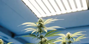 Healthy cannabis plant growing under LED lights in an indoor cultivation room.