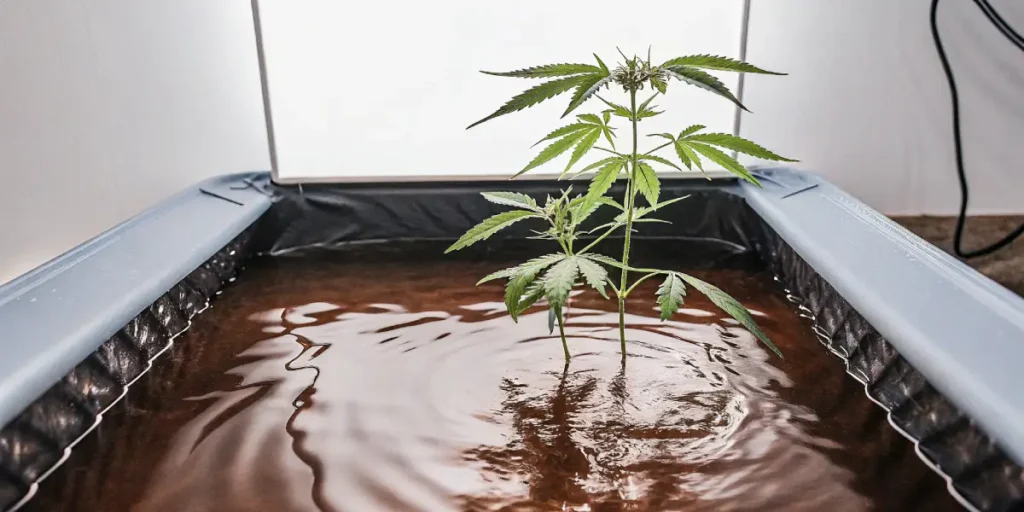 Cannabis plant growing in a hydroponic system with water base.