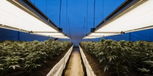Overhead shot of an indoor cannabis grow setup with LED lights and neatly arranged plants.
