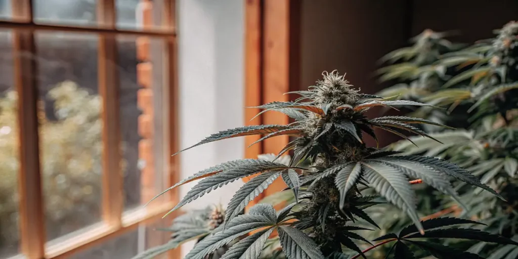 Cannabis plant with dark green leaves and buds near a wooden-framed window.