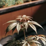 Jeune plante de cannabis poussant dans un grand pot sur un balcon ensoleillé.