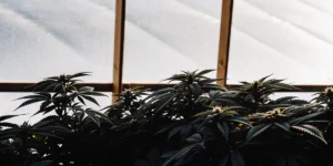 Close-up of lush cannabis plants growing inside a greenhouse under soft natural light.