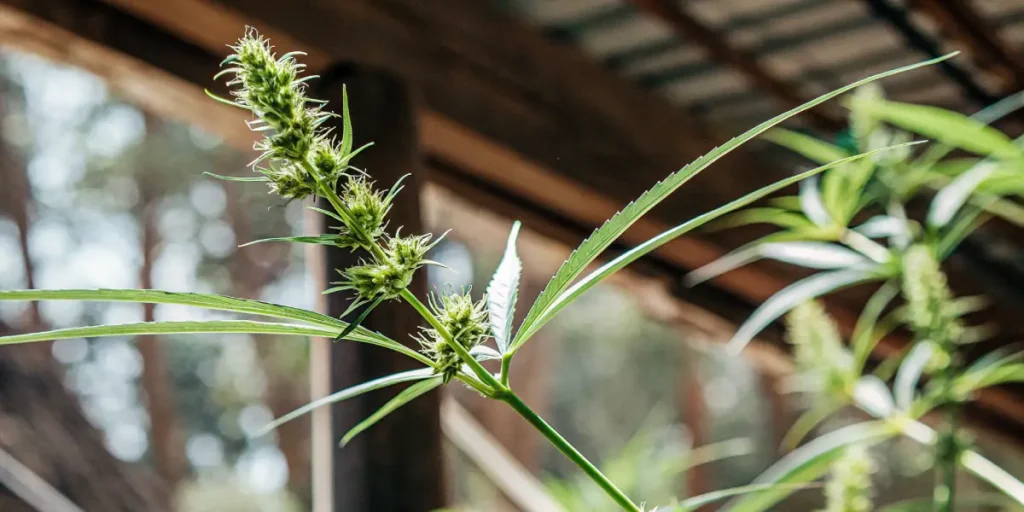 Male cannabis plant showing early flowering stage with pollen sacs in a greenhouse.