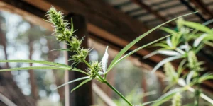 Male cannabis plant showing early flowering stage with pollen sacs in a greenhouse.