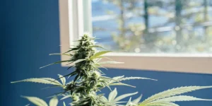 Close-up of a mature autoflower cannabis plant growing indoors by a sunny window.