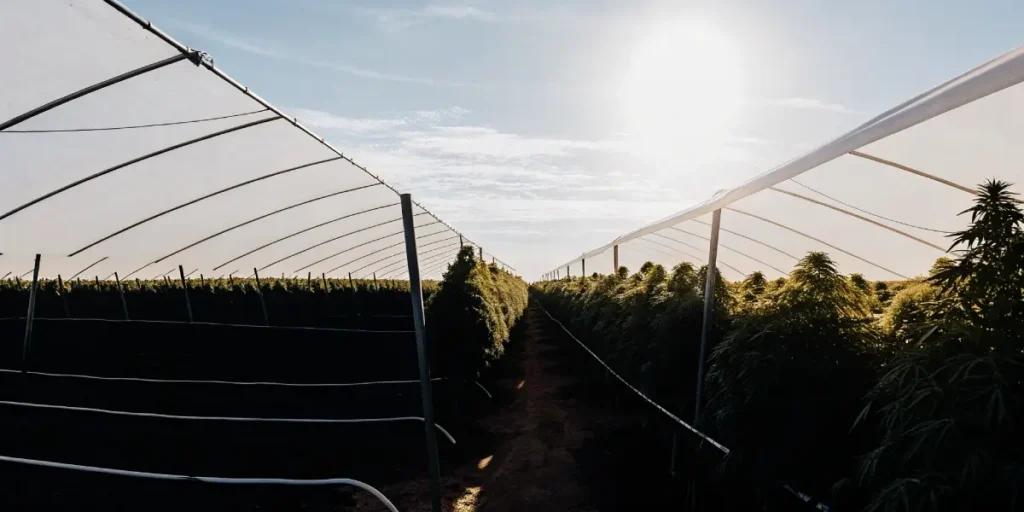 wide-angle view of an outdoor cannabis farm under a canopy with sunlight shining above rows of plants