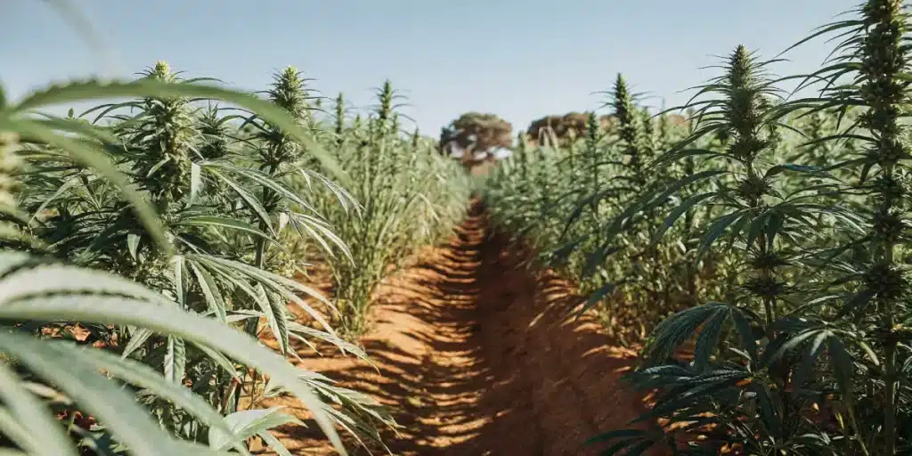 Wide-angle view of an outdoor cannabis field with tall plants under a clear blue sky.