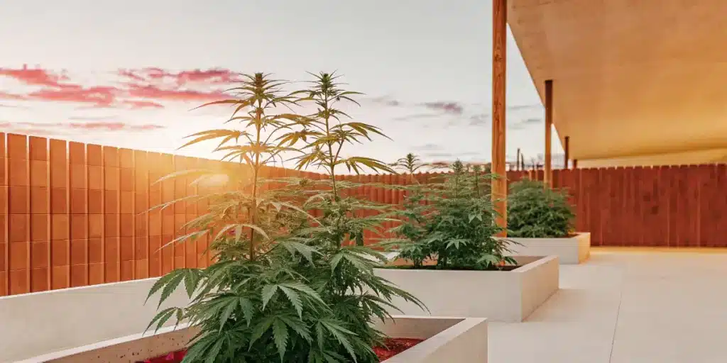 Outdoor cannabis garden at sunset with multiple plants in planters.