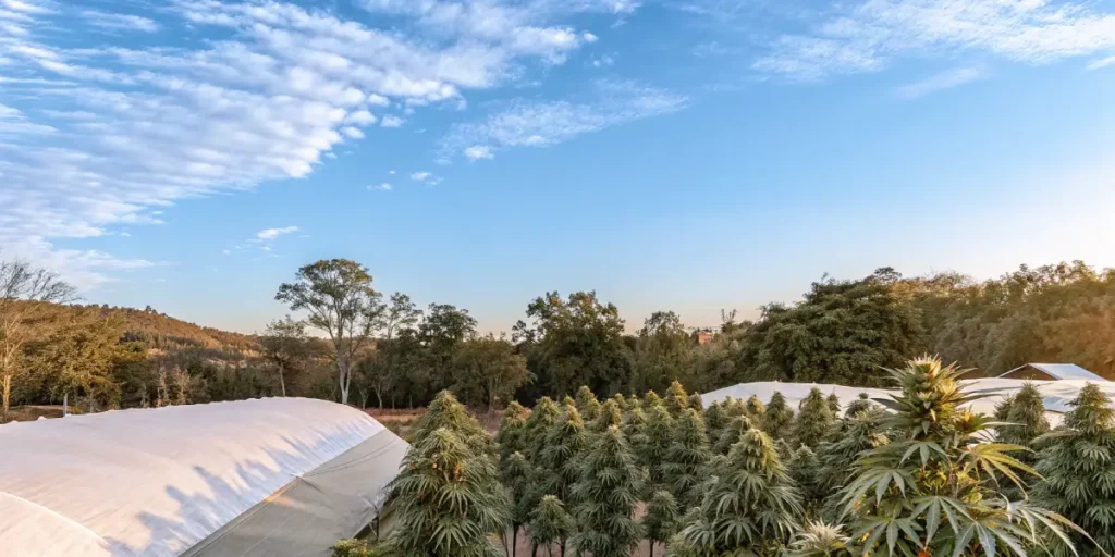 outdoor cannabis garden surrounded by greenhouses at sunset
