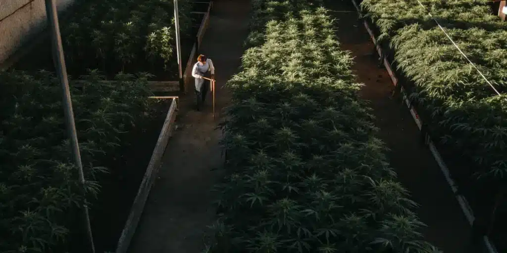 overhead view of a large cannabis garden with a worker tending the plants
