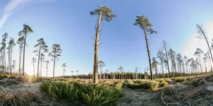 Panoramic view of a dense forest at sunrise with tall trees and clear blue sky.