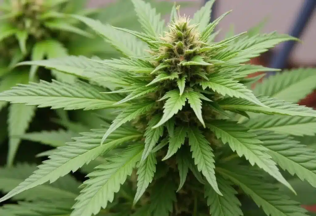 Critical Bilbo x Rainbow Chips Regular shows vigorous growth and thick resin production. Ideal for both indoor and outdoor cannabis cultivation.