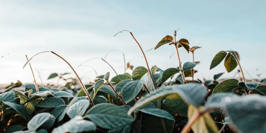 Frost-covered soybean plants in a field during sunrise.