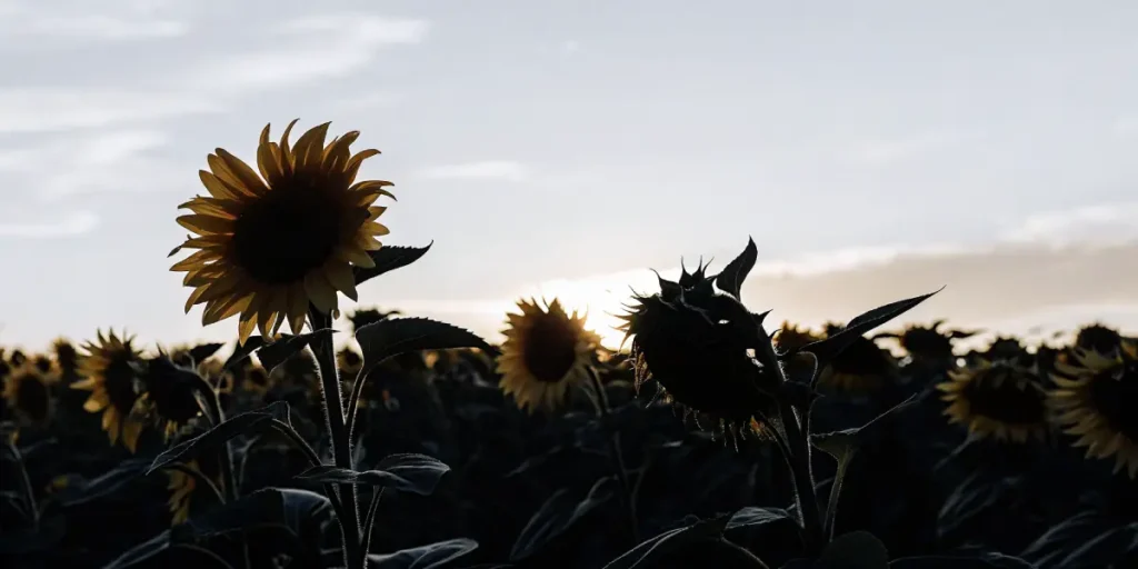 Silhouette of sunflowers in a field at sunset with dramatic sky.