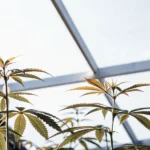 vibrant cannabis plants thriving under sunlight in a greenhouse