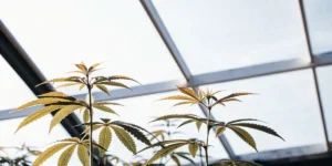 vibrant cannabis plants thriving under sunlight in a greenhouse