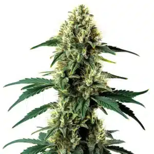 Auto Aurora Indica bud with dense trichomes and thick resinous structure.