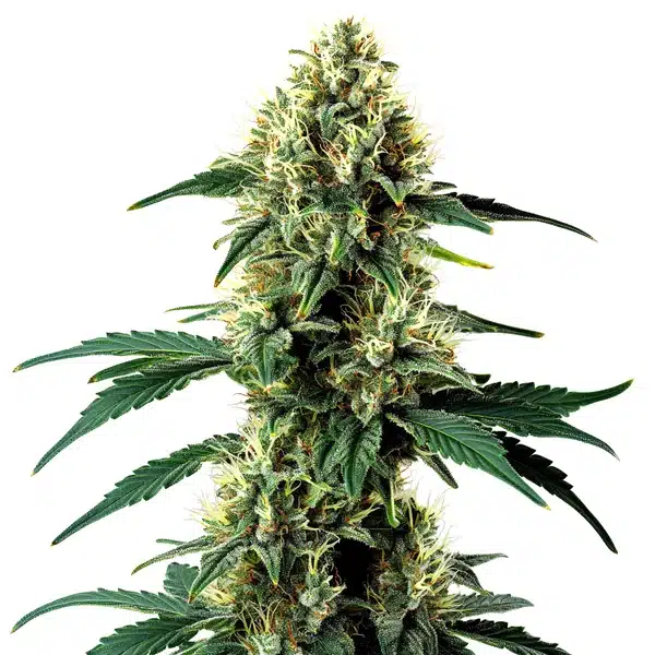 Auto Aurora Indica bud with dense trichomes and thick resinous structure.