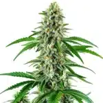 Auto Big White Widow plant with frosty trichomes and bright white pistils.