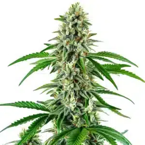 Auto Big White Widow plant with frosty trichomes and bright white pistils.