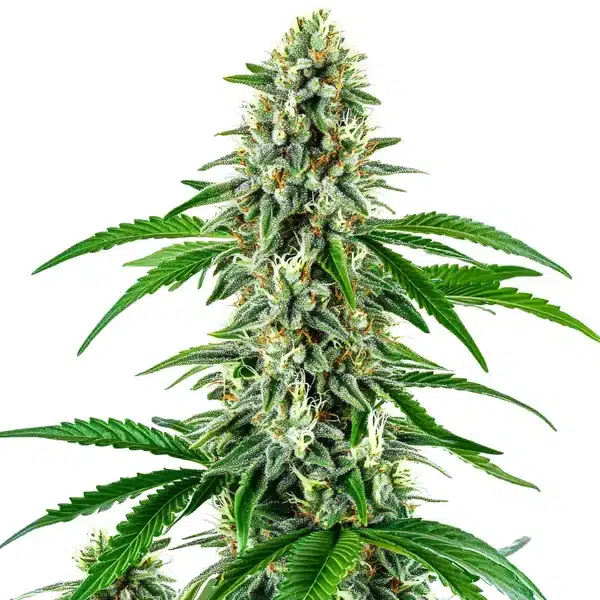 Auto Big White Widow plant with frosty trichomes and bright white pistils.