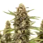 Auto Black Widow cannabis bud close-up showing dense frosty trichomes and vibrant orange pistils.