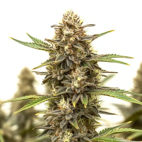 Auto Black Widow cannabis bud close-up showing dense frosty trichomes and vibrant orange pistils.