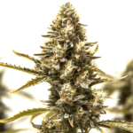 Auto Blue Mazar cannabis bud with dense trichomes and orange pistils against a white background.