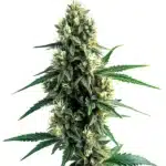 Auto Blue OG autoflower plant featuring thick buds coated in trichomes with deep green leaves.