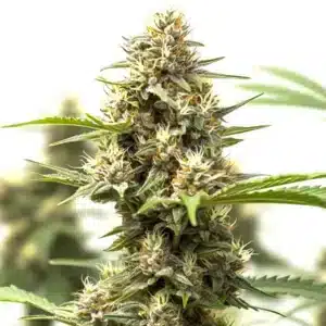 auto california indica x gorilla glue close-up of dense resinous cannabis buds covered in trichomes