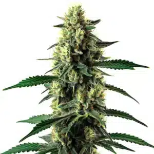 Auto Candy Cane Mango cannabis bud macro shot with sugary trichomes and bright orange hairs.