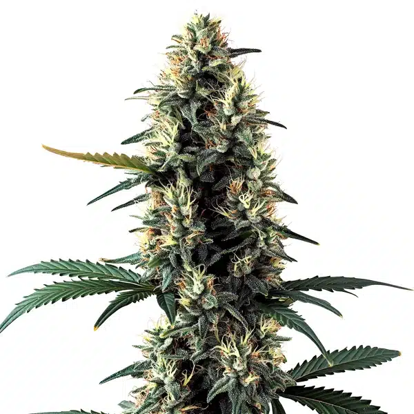 Auto Chocolope cola featuring dense buds with dark sugar leaves.