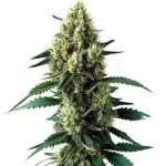 Auto Citronella Sunrize plant with citrus-scented buds covered in crystalline trichomes.