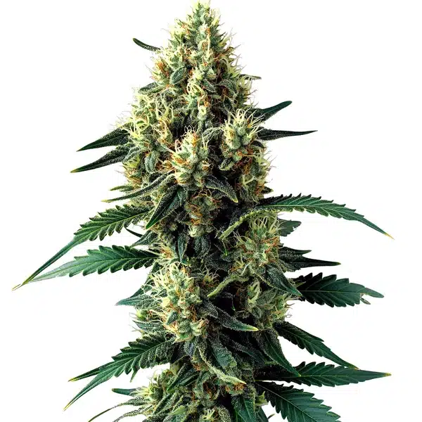 Auto Citronella Sunrize plant with citrus-scented buds covered in crystalline trichomes.