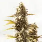 Auto Cookies x Gorilla Glue bud with purple hues and thick trichomes.