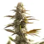 auto gelato x og cannabis plant with frosty buds and orange pistils in full bloom