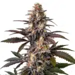 Auto Glue Gelato plant with orange pistils and frosted trichomes.