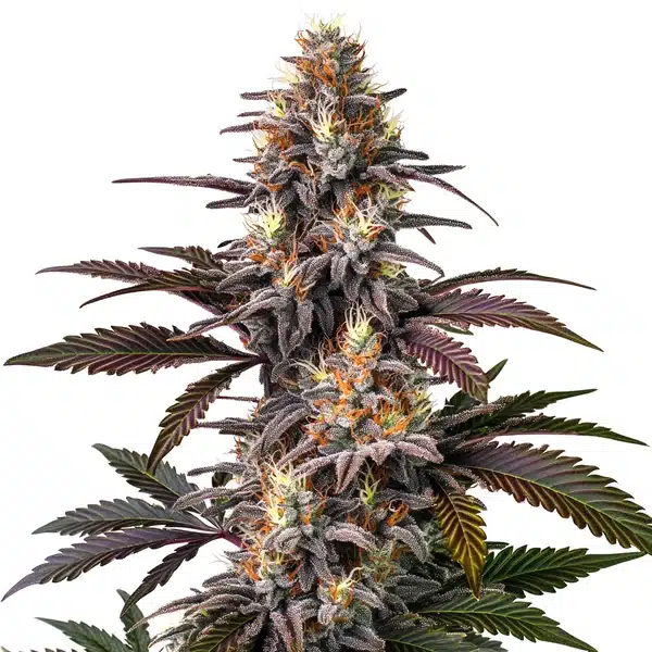 Auto Glue Gelato plant with orange pistils and frosted trichomes.