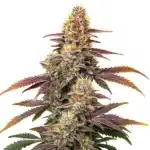 Auto Gorilla x Zookies cannabis cola showcasing dense buds stacked with frosty trichomes.