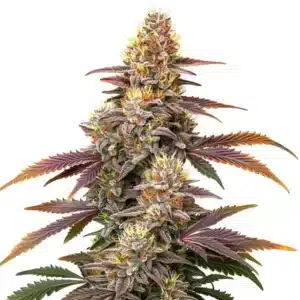 Auto Gorilla x Zookies cannabis cola showcasing dense buds stacked with frosty trichomes.