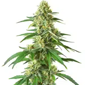 auto master kush plant featuring compact indica buds covered in crystal trichomes