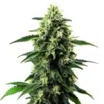 Northern Lights Mazar Auto cannabis bud with frosty trichomes and compact structure on a clean white background.