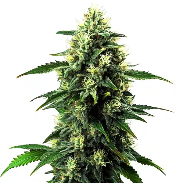 Northern Lights Mazar Auto cannabis bud with frosty trichomes and compact structure on a clean white background.