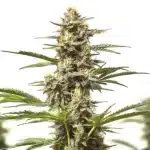 auto purple skunk strain with vibrant purple hues and dense frosty flowers