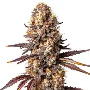 Auto Shiskaberry x Gorilla plant with purple-tinged buds and heavy trichome coverage.