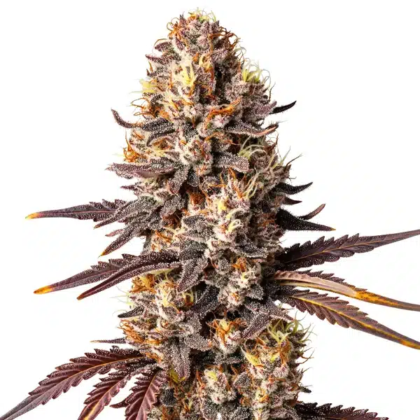 Auto Shiskaberry x Gorilla plant with purple-tinged buds and heavy trichome coverage.