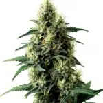 Auto Tangerine Dream cola showing bright orange pistils and citrus-flavored resin glands.