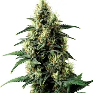 Auto Tangerine Dream cola showing bright orange pistils and citrus-flavored resin glands.