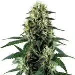 Auto Triangle Kush top bud covered in thick trichomes and vibrant pistils.